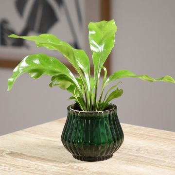 Pesäraunioinen - Asplenium nidus