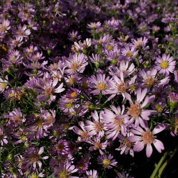Kanerva-asteri Blue Wonder