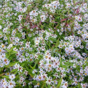 Syysasteri Altweibersommer