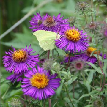 Tuoksuasteri Violetta