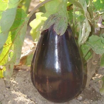 Munakoiso Black Beauty luomu - Ferme de Sainte Marthe