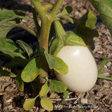 Munakoiso Blanche Ronde à Oeuf luomu - Ferme de Sainte Marthe