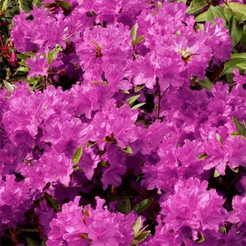 Japaninatsalea Purple Splendor