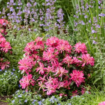 Japaninatsalea Pink Star