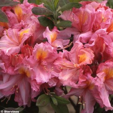 Puistoatsalea Berry Rose