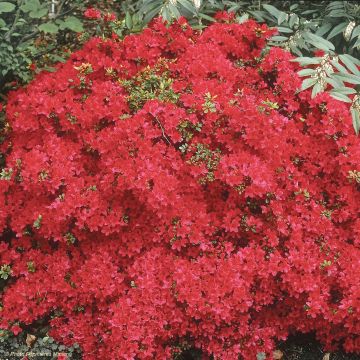 Japaninatsalea Hino-Crimson
