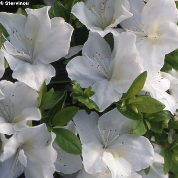 Japaninatsalea Eucharis