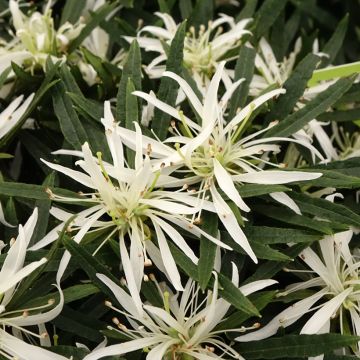 Japaninatsalea Star Style White