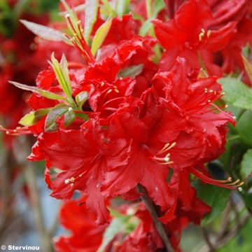 Puistoatsalea Wallowa Red