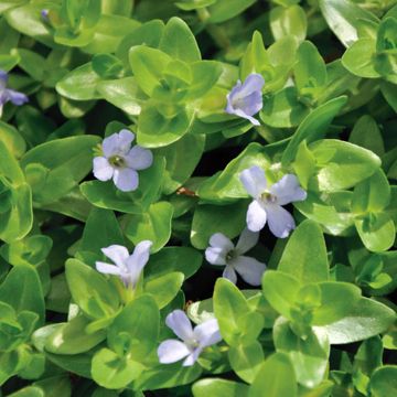 Isorasvalehti - Bacopa caroliniana