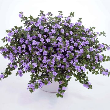 Lumihiutale Scopia Double Lavender