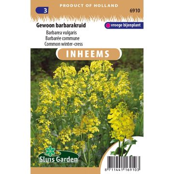 Peltokanankaali - Barbarea vulgaris