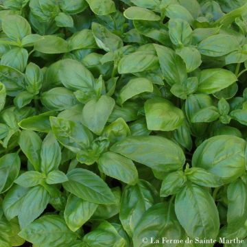 Maustebasilika Aton luomu - Ferme de Sainte Marthe
