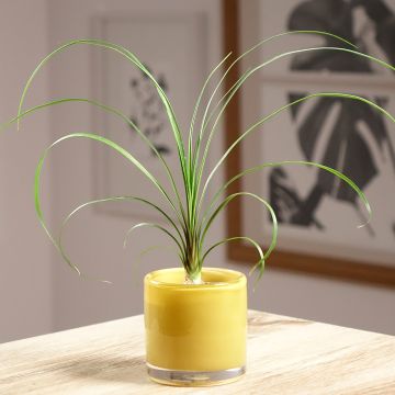 Pullojukka - Beaucarnea recurvata