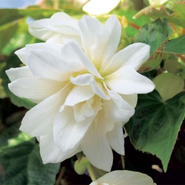 Riippubegonia Belleconia Snow