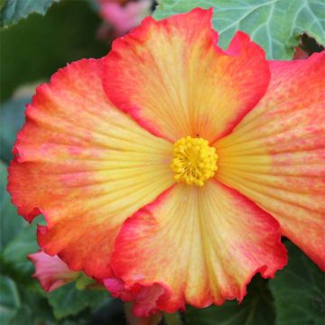 Mukulabegonia Yellow-Red