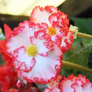 Mukulabegonia Marginata White-Red