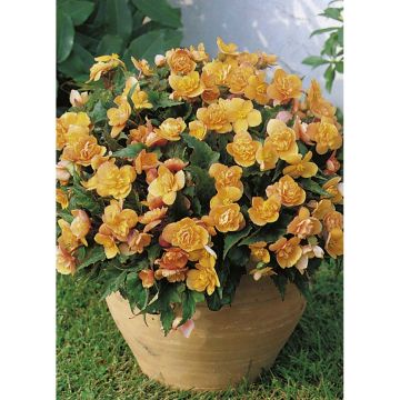Mukulabegonia Richard Galle