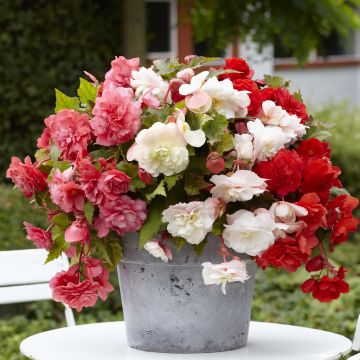 Mukulabegonia Mix