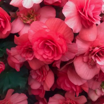 Kesäbegonia Sunbrero Dark Pink