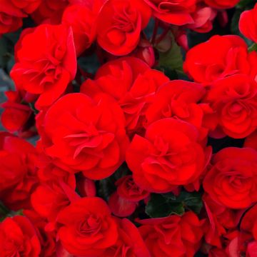 Kesäbegonia Sunbrero Red