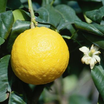 Bergamotti - Citrus bergamia