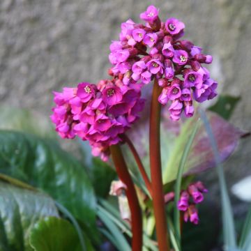 Purppuravuorenkilpi - Bergenia purpurascens