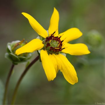 Berliandiera lyrata