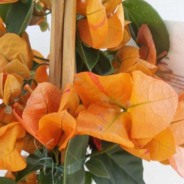 Ihmeköynnös oranssi - Bougainvillea spectabilis