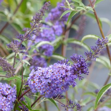 Syyssyrikkä Nanho Blue