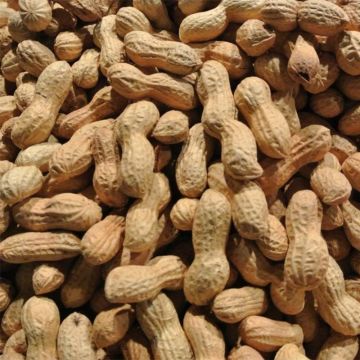 Maapähkinä ruukussa - Arachis hypogaea