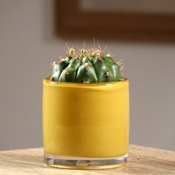 Gymnocalycium baldianum