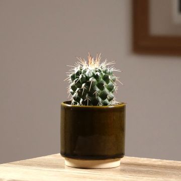 Syyläkaktus - Mammillaria baxteriana