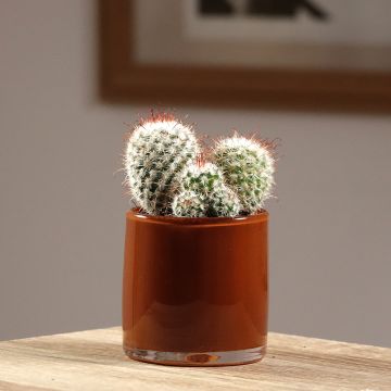 Syyläkaktus - Mammillaria bombycina