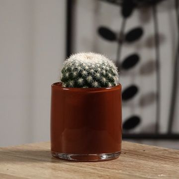 Syyläkaktus - Mammillaria candida