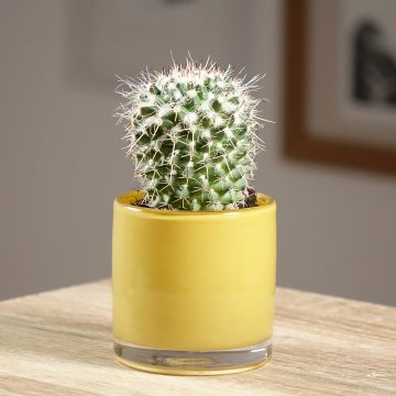 Syyläkaktus - Mammillaria compressa