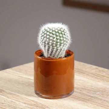 Syyläkaktus - Mammillaria hahniana