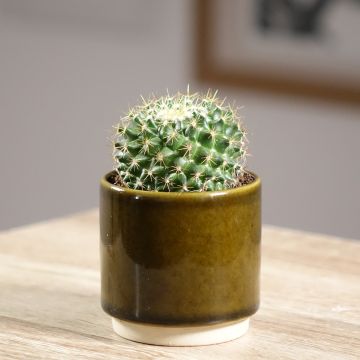 Syyläkaktus - Mammillaria marksiana