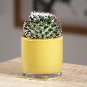 Syyläkaktus - Mammillaria rhodantha subsp. pringlei