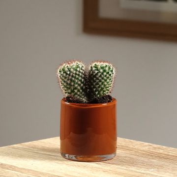 Syyläkaktus - Mammillaria spinosissima f. rubrispina