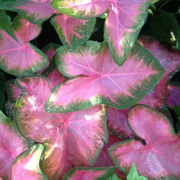 Kirjolehti Rosebud