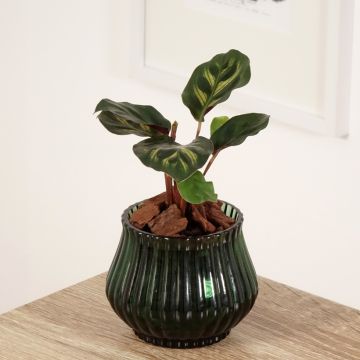Maija - Calathea makoyana