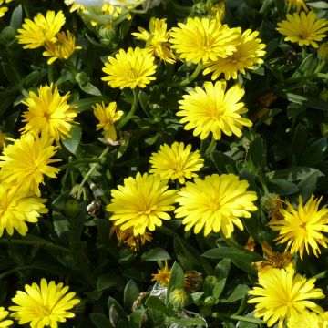 Kehäkukka Powerdaisy Sunny