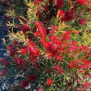 Norjalamppuharja Outback Flame