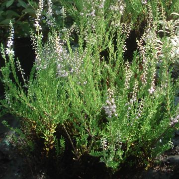Kanerva Spring Torch