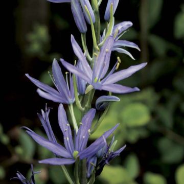 Isotähtihyasintti Caerulea