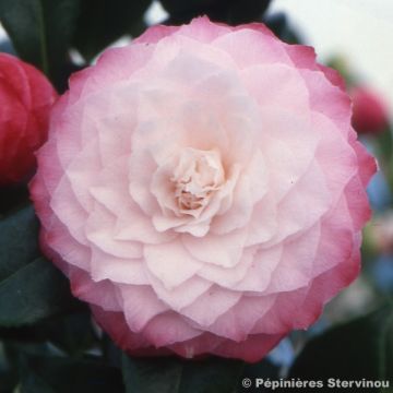 Kamelia Nuccio s Pearl