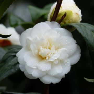 Kamelia Nobilissima