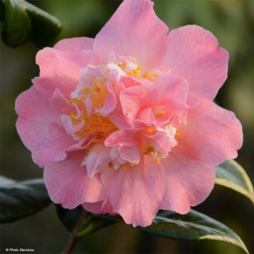 Kamelia Paddy's Perfumed