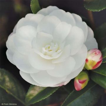 Kamelia Early Pearly